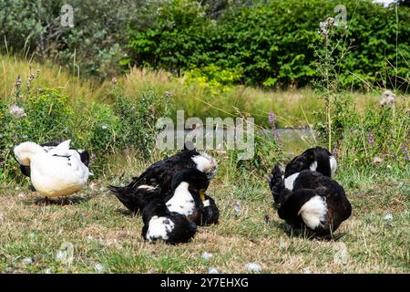 Enten auf dem Gras in Lance Cove auf Bell Island, Neufundland & Labrador, Kanada Stockfoto