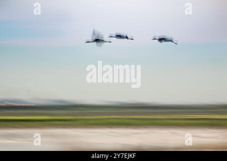 Sandhill-Krane (Antigone canadensis) im Flug über Kalifornien. Sie fliegen für den Winter von ihren Brutgebieten in der Arktis nach Süden. Stockfoto