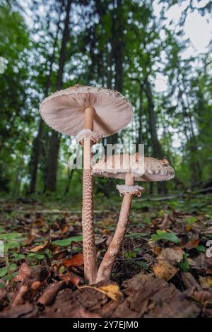 Parasolpilz - Macrolepiota procera, wächst auf Waldboden Stockfoto