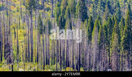 Luftaufnahme verbrannter Bäume nach dem Waldbrand im Sequoia National Park, Kalifornien Stockfoto