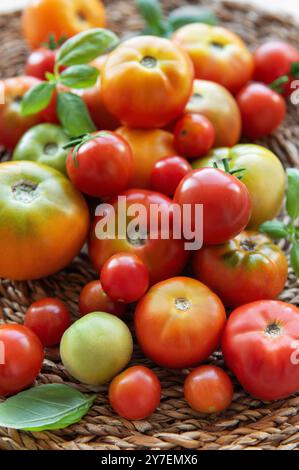 Eine lebendige Sammlung frisch gepflückter Tomaten in verschiedenen Größen und Farben wird auf einem strukturierten Korb präsentiert, umgeben von frischem Basilikumblatt Stockfoto