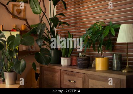Sammlung verschiedener tropischer Zimmerpflanzen im Wohnzimmer. Exotische Hauspflanzen im Topf. Garten, urbaner Dschungel. Stockfoto