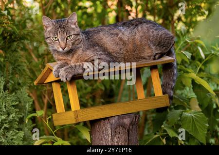 Niedliche Hauskatze, die auf einem Vogelhaus sitzt und in die Kamera schaut. Stockfoto