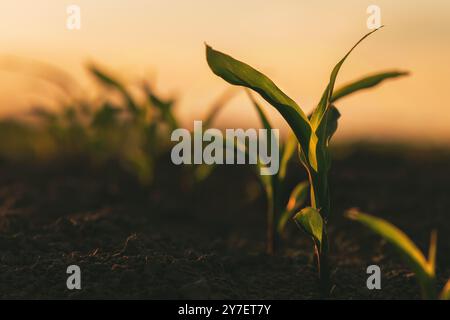 Grünmaissämlinge, die in landwirtschaftlich bebautem Ackerfeld bei Sonnenuntergang wachsen, selektiver Fokus Stockfoto