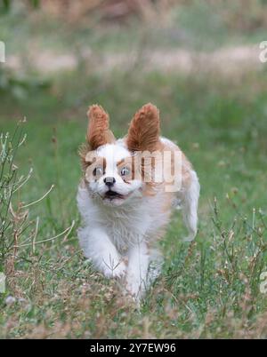 kavalierkönig charles, der in der Natur wohnt, in einem Garten Stockfoto