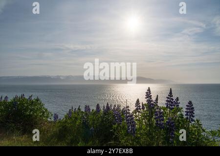 Blick auf die Küste von Húsavík in Island Stockfoto