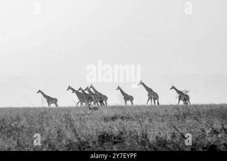 Rothschild Giraffe im Murchison Falls National Park Uganda Stockfoto