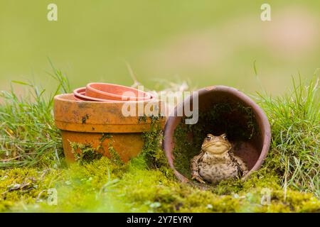 Kröte Bufo bufo, Erwachsener sitzt im Blumentopf, Suffolk, England, September Stockfoto