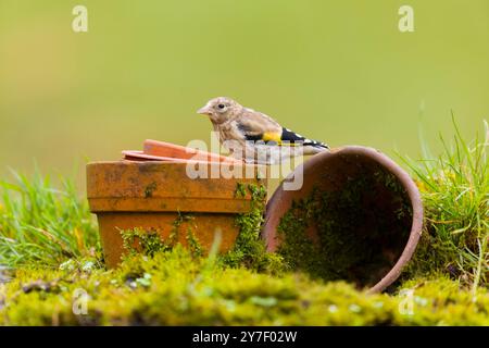 Europäischer Goldfink Carduelis carduelis, Jungtier auf Blumentöpfen, Suffolk, England, September Stockfoto