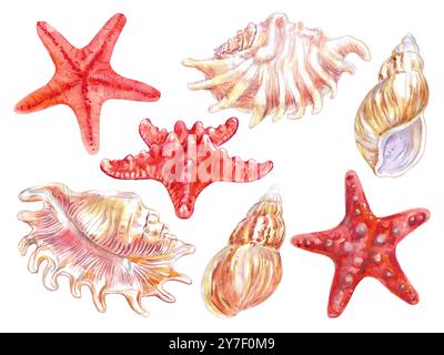 Muscheln und Meeresbewohner setzen die Unterwasserwelt in handgezeichnetem Aquarell. Seestern, Asterlas Rubens, Skorpion Spinnenmuschel, Lambis Scorpius Stockfoto