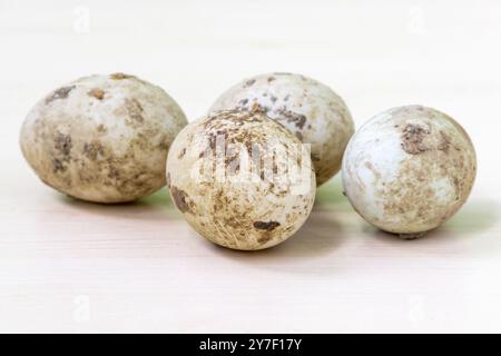 Weiße Enteneier, frisch vom Bauernhof, sind immer noch mit Schmutz und Entenkot bedeckt. Stockfoto