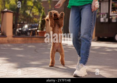 Eine Frau läuft mit einem kleinen braunen Pudel, der spielerisch mit seinen Vorderpfoten in die Luft springt. Ein brauner Maltipoo-Hund läuft auf seinen Hinterbeinen hinter seinem Besitzer o Stockfoto