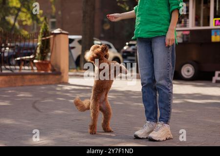 Eine Frau läuft mit einem kleinen braunen Pudel, der spielerisch mit seinen Vorderpfoten in die Luft springt. Ein brauner Maltipoo-Hund läuft auf seinen Hinterbeinen hinter seinem Besitzer o Stockfoto