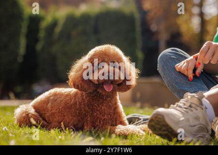 Porträt eines glücklichen Maltipoo-Hundes, brauner Hund, der auf Gras neben dem Besitzer liegt, Hund läuft Stockfoto