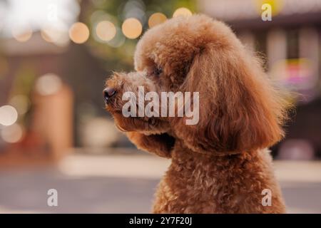 Porträt des braunen Maltipoo-Hundes im Herbstpark, lustiger Hund, Tierliebekonzept Stockfoto