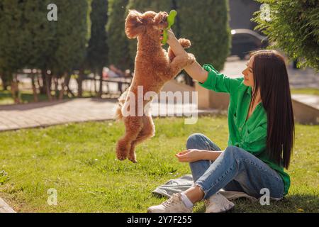 Entzückender Maltipoo-Welpe in den Armen seines liebenden Besitzers. Erwachsene Frau im Freien, die mit ihrem kleinen, entzückenden Hund im Park spielt. Ein Hybrid zwischen Malz Stockfoto