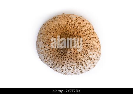 Blick von oben auf den Parasol Pilhroom auf weißem Hintergrund Stockfoto