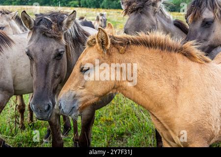 Herde schöner Wildpferde (Konik) in Norddeutschland Stockfoto