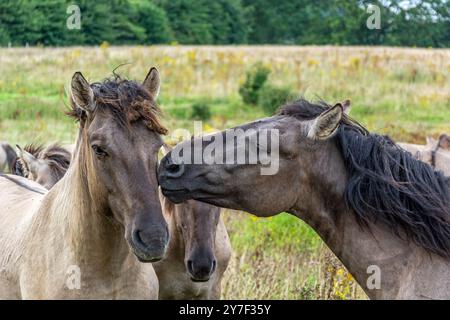 Wildes Pferd (Konik) gibt seinem Begleiter einen Kuss Stockfoto