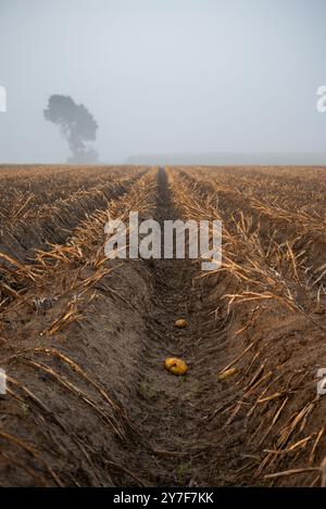 Der Morgennebel umhüllt den Baum am Horizont in Dunst. In der Furche zwischen den Graten auf dem Kartoffelfeld liegen einige Kartoffeln verstreut. Stockfoto