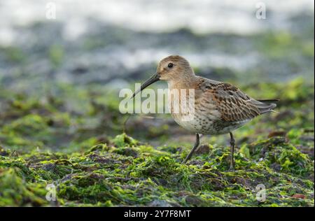 Dunlin sucht Stockfoto