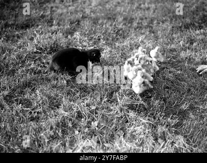 Nosey - die Hauskatze einer Egham Surrey Farm, die von Hon Gerald S Montague betrieben wird, hat einen gezwungen einzigartige Gesellschaft mit einer Brut von 10 Tage alten Entlein - er hat sich selbst als Hüterin und Pflegemutter gebildet an die Vögel und will Bach keine Einmischung in seine selbst übernommenen Pflichten - unter seinem stets wachsamen Auge die Enten tummeln sich tagsüber und eine der interessantesten Sehenswürdigkeiten ist, Nosey beim Spielen zu beobachten seine jungen Anklagen - am Abend hütet er sie vorsichtig in ihre Nistkästen und überprüft jedes Entlein methodische Betreuung - dann beginnt seine eigentliche Arbeit - er ist der Duc Stockfoto