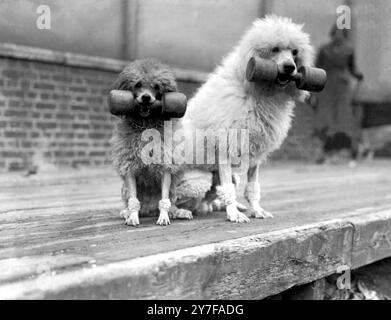 Die Associated Sheep, Police and Army Dog Society's Show findet im Crystal Palace statt. Das Foto zeigt Mrs. Grace Boyds Pudel, die dumme Glocken in den Gehorsamstests halten. Oktober 1935 Stockfoto