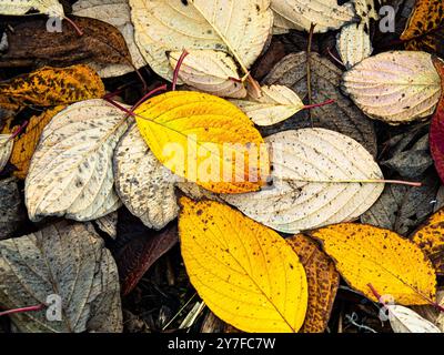 Die leuchtend goldenen Farben der gefallenen Hartholzblätter Stockfoto