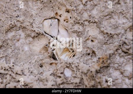 Winzige Zettel mit geschriebenen Gebeten zu Gott werden in die Risse der Westmauer in Jerusalem, Israel, eingefügt. Stockfoto