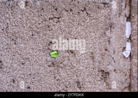 Winzige Zettel mit geschriebenen Gebeten zu Gott werden in die Risse der Westmauer in Jerusalem, Israel, eingefügt. Stockfoto