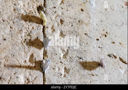 Winzige Zettel mit geschriebenen Gebeten zu Gott werden in die Risse der Westmauer in Jerusalem, Israel, eingefügt. Stockfoto