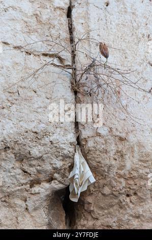 Winzige Zettel mit geschriebenen Gebeten zu Gott werden in die Risse der Westmauer in Jerusalem, Israel, eingefügt. Stockfoto