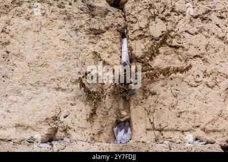 Winzige Zettel mit geschriebenen Gebeten zu Gott werden in die Risse der Westmauer in Jerusalem, Israel, eingefügt. Stockfoto