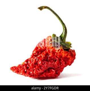 PED Carolina Reaper trockener Pfeffer. Ist eine Sorte Chili-Pfeffer mit einer Wärmeabgabe von 1.150.000 bis 2.200.000 Scoville-Einheiten Stockfoto