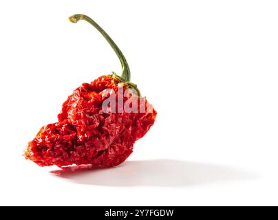 PED Carolina Reaper trockener Pfeffer. Ist eine Sorte Chili-Pfeffer mit einer Wärmeabgabe von 1.150.000 bis 2.200.000 Scoville-Einheiten Stockfoto