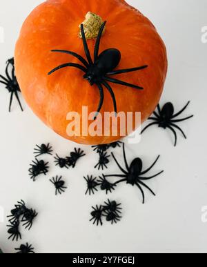 Halloween Deko bestehend aus Kürbis, Plastikspinne, künstlichem Spinnennetz und schwarz-orangen Farben. Stockfoto