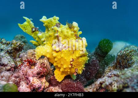 Gelber, warziger Anglerfisch, der auf Korallen ruht Stockfoto