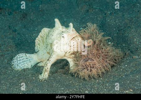 Männliche und weibliche Haarige Anglerfische beginnen ihr Balzritual Stockfoto