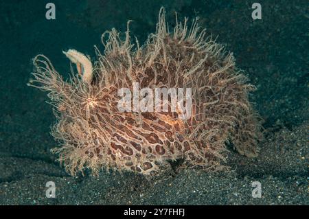 Der haarige Anglerfisch zeigt seine Illicium und Esca Stockfoto