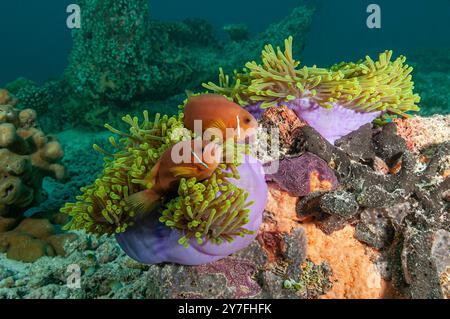 Ein farbenfrohes Paar maledivischer Anemonen schmiegt sich zwischen ihrer Wirtsanemone Stockfoto