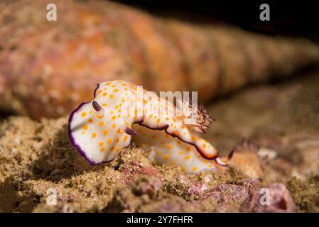 Nacktschnecke Risbecia pulchella kriecht an einer langen spiralförmigen Muschel im unscharfen Hintergrund vorbei Stockfoto