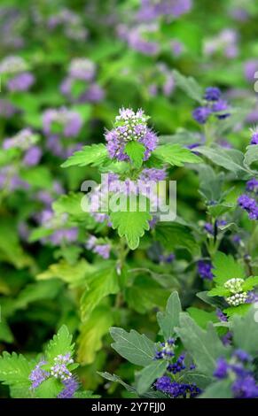 Caryopteris clandonensis Grand bleu Flowers, norfolk, england Stockfoto