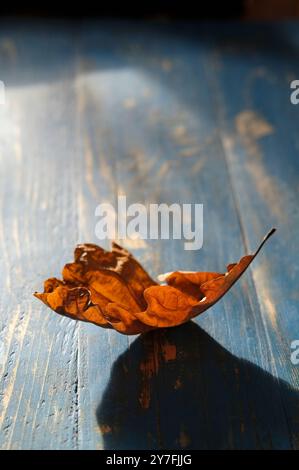 Braunes Herbsteichenbaumblatt auf blauem Tischhintergrund Stockfoto