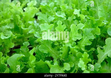 Hellgrüne, junge Salatblätter, norfolk, england Stockfoto