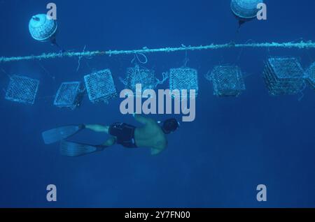 Südpazifik – Französisch-Polynesien, Tuamotu-Archipel Stockfoto