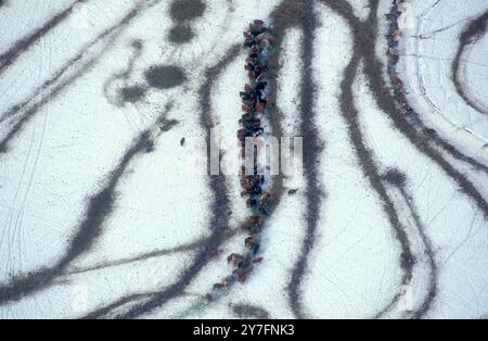 Aus der Vogelperspektive einer Rinderherde, die sich auf einem verschneiten Feld auf der Lost Marbles Ranch in Snowmass, Colorado, USA, versammelt hat Stockfoto