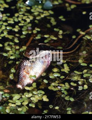 Die östliche Ribbon-Schlange (Thamnophis sauritus) isst einen Fisch Stockfoto