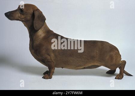 Standard-Dachshund mit glattem Haar Stockfoto