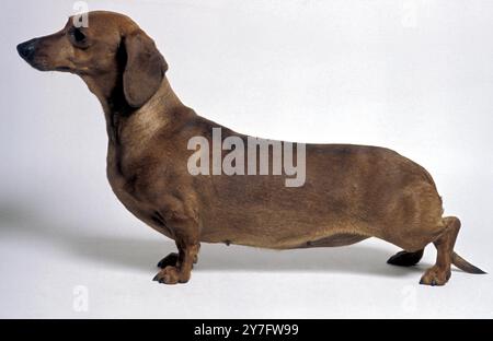 Standard-Dachshund mit glattem Haar Stockfoto