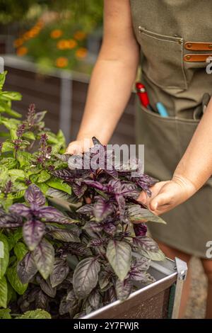 Der Gärtner hält eine violette Basilikumpflanze, die in einem erhöhten Gartenbeet wächst, und überprüft die Blätter auf gesundes Wachstum Stockfoto